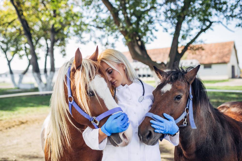 vet hugging two horses