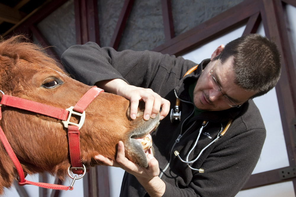 vet is checking the horse teeth