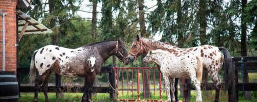 What Is the Best Name for Spotted Horse Breeds (200 Names)
