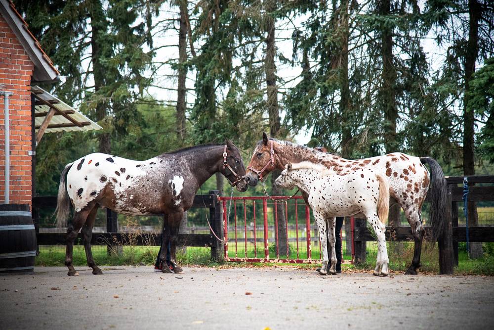 what is the best name for spotted horse breeds