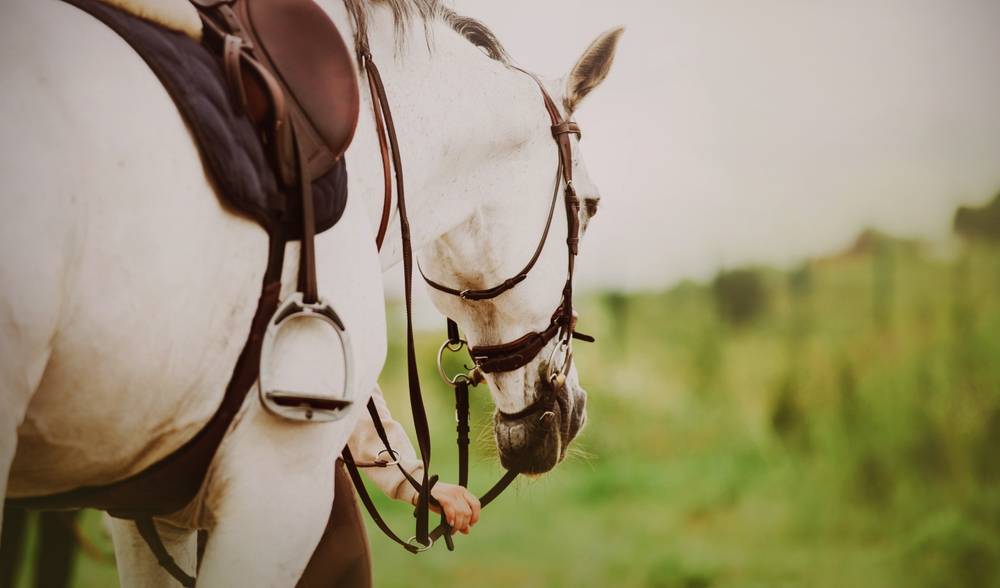 white horse dressed in neck strap