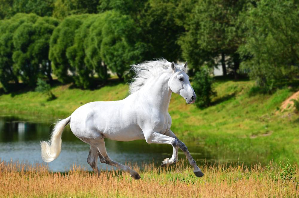 white horse galloping in green field