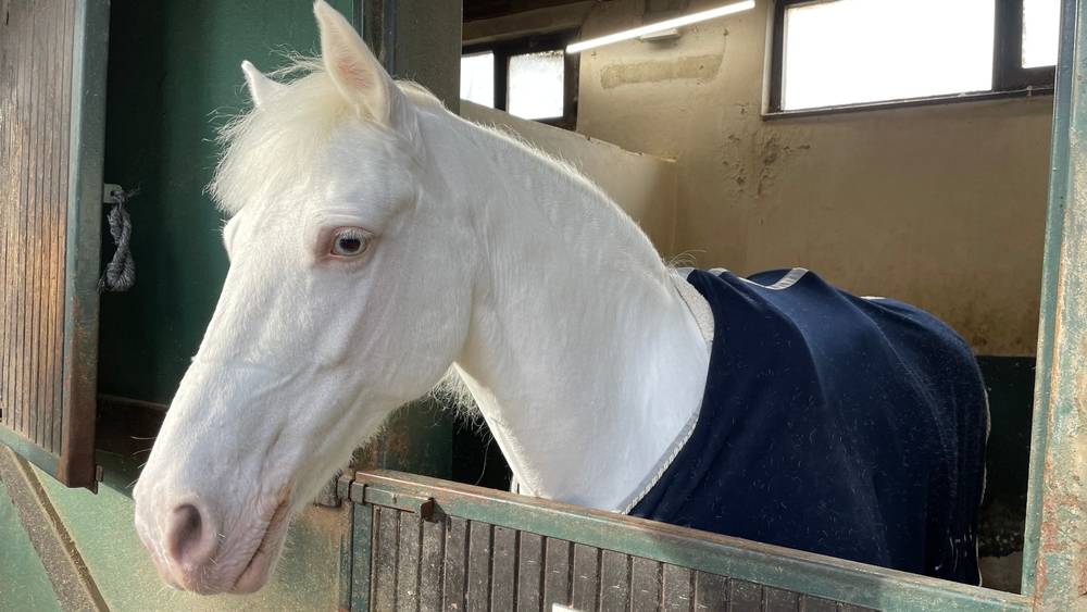 white horse in blanket at barn