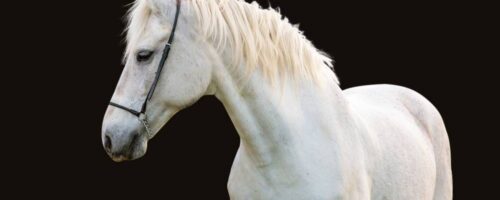 20 White Beautiful Horse Images & Pictures