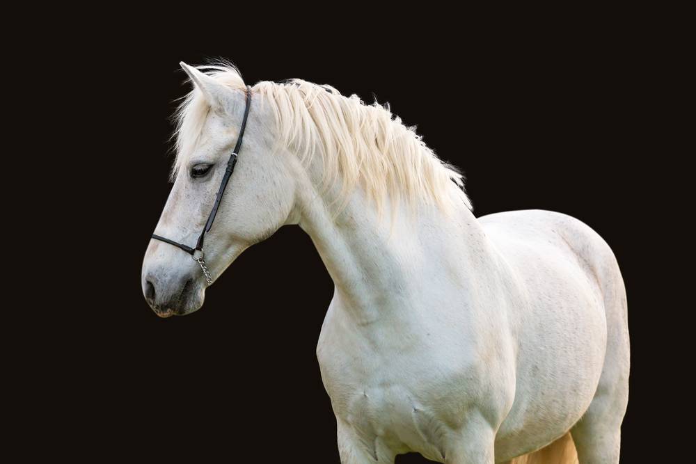 white horse in halter black background