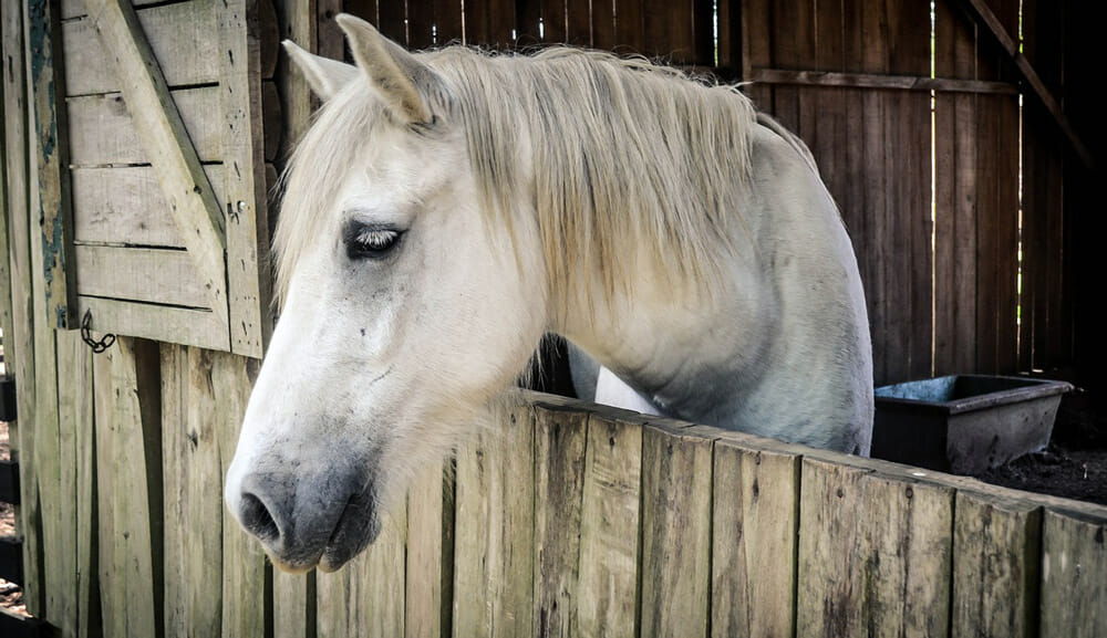 white horse is looking out of the stalls