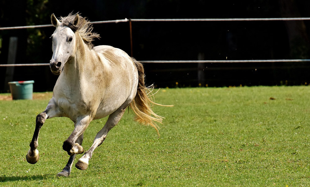 white horse is running around