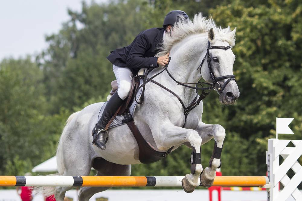 white horse jumping over obstacle