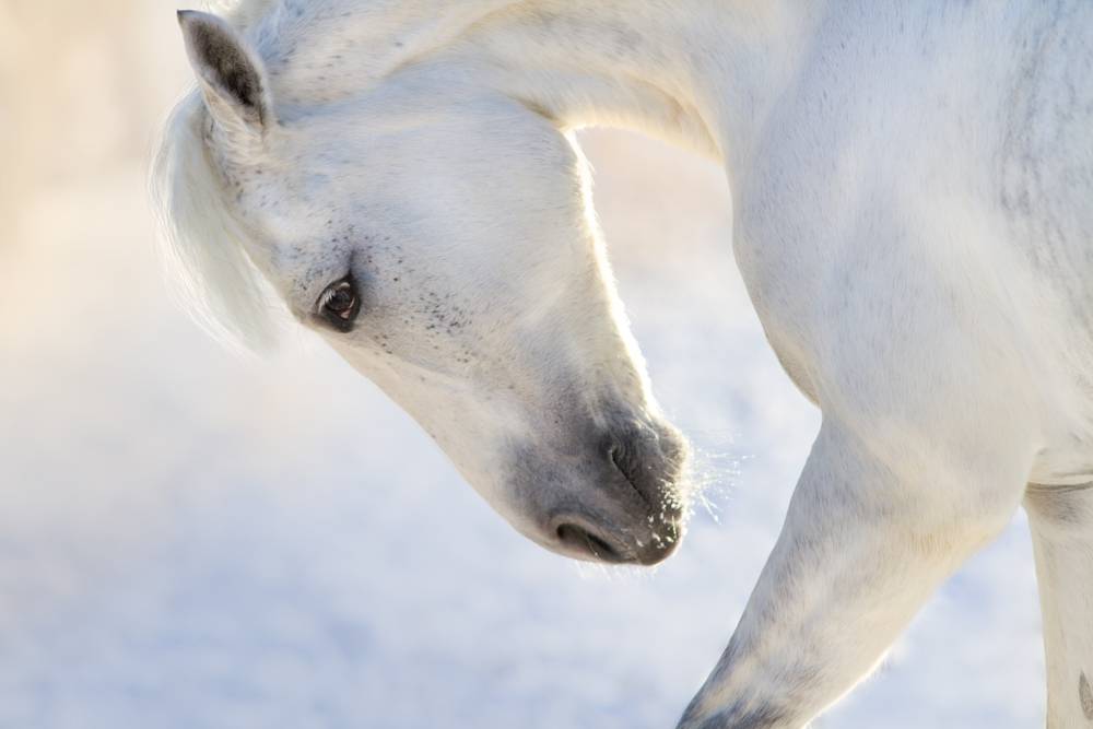 white horse nods its head