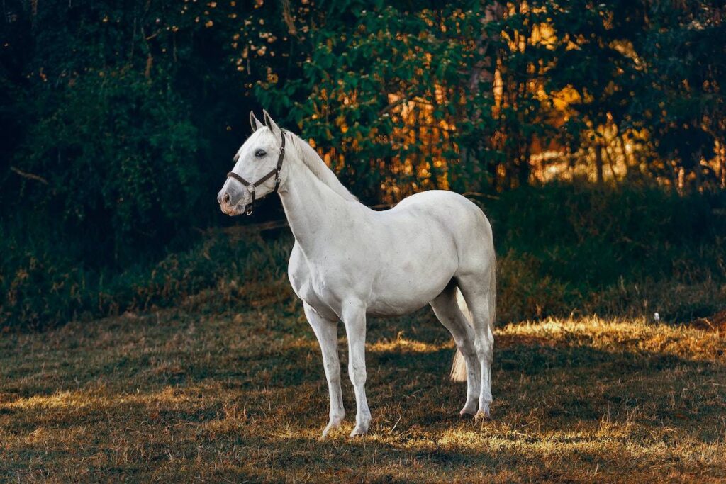 white horse posing in grass