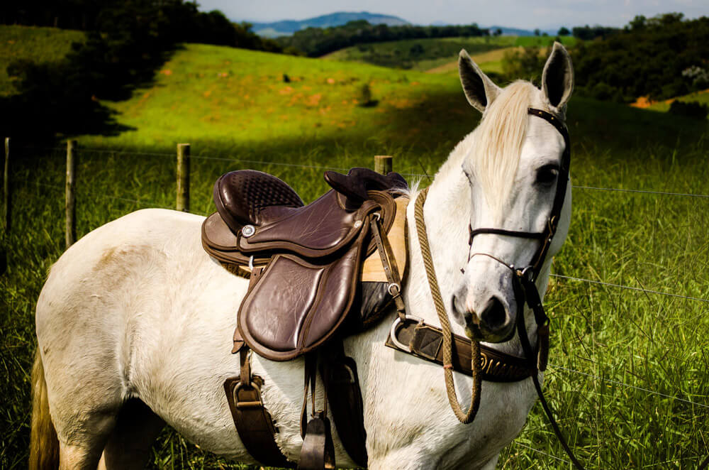 white horse posing on camera