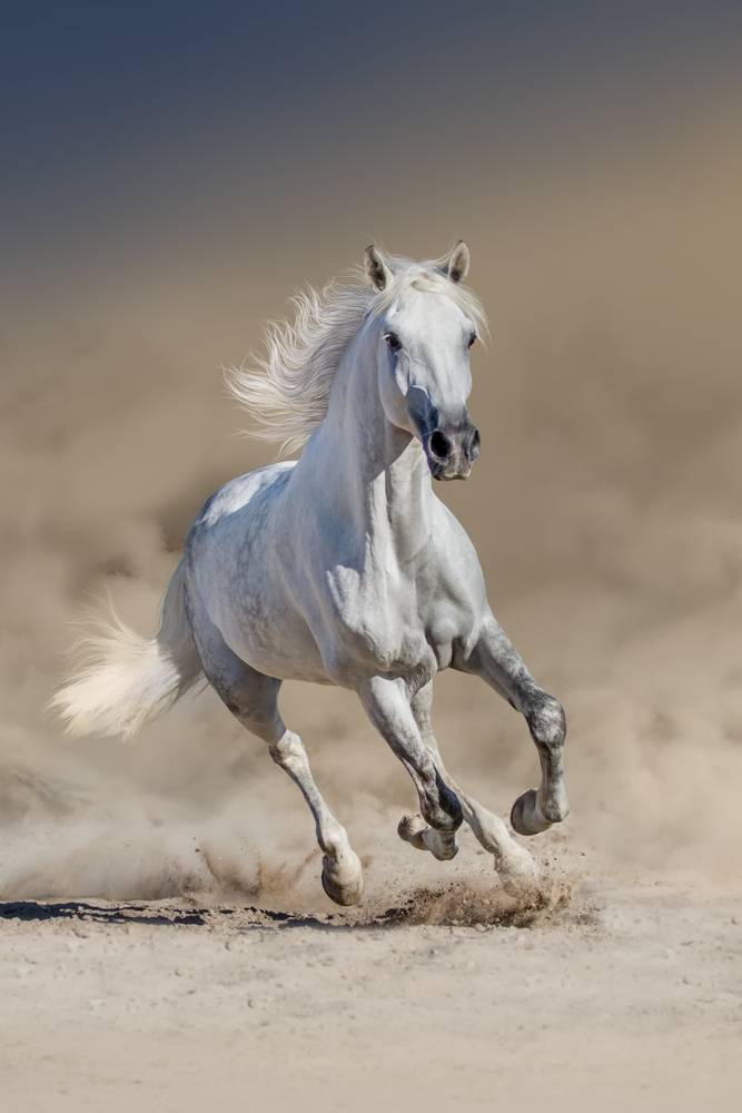 white horse running in sand