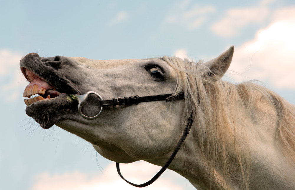 horse but types - white horse showing teeth