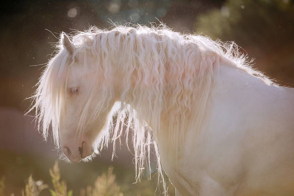 white horse stands in sunlight