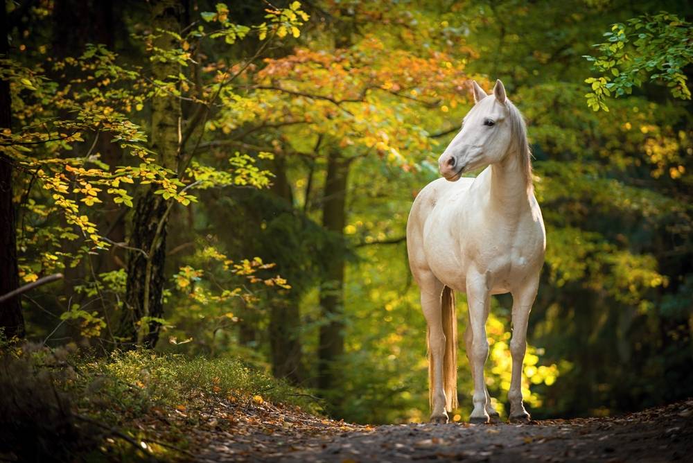 white horse stands in the woods