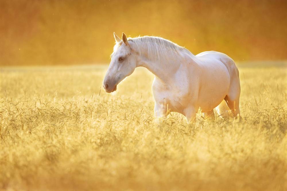 white horse stands in yellow field