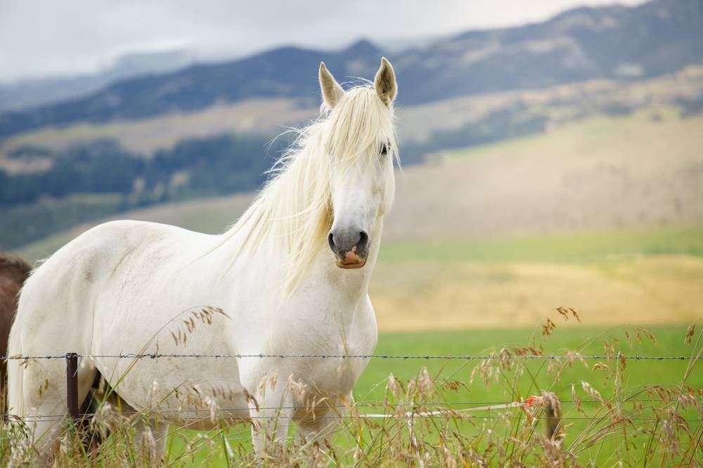 white horse stands near fence