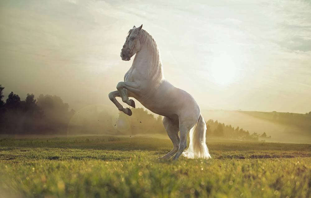 white horse stands on hind legs