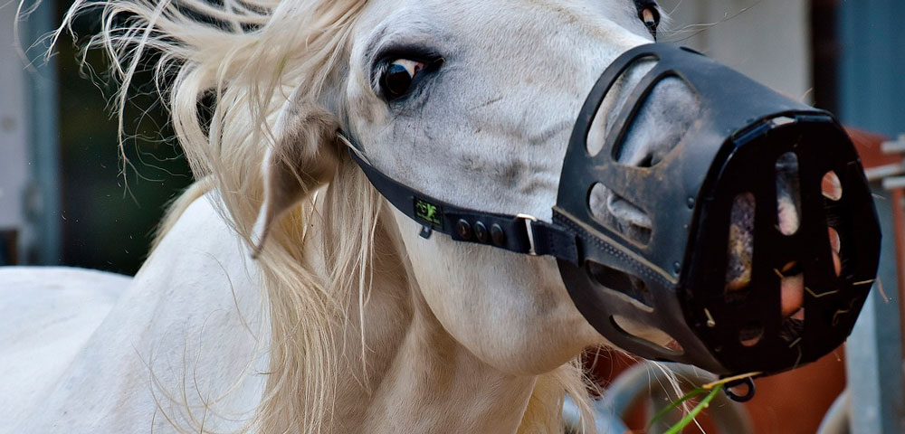 white horse wearing black grazing muzzle