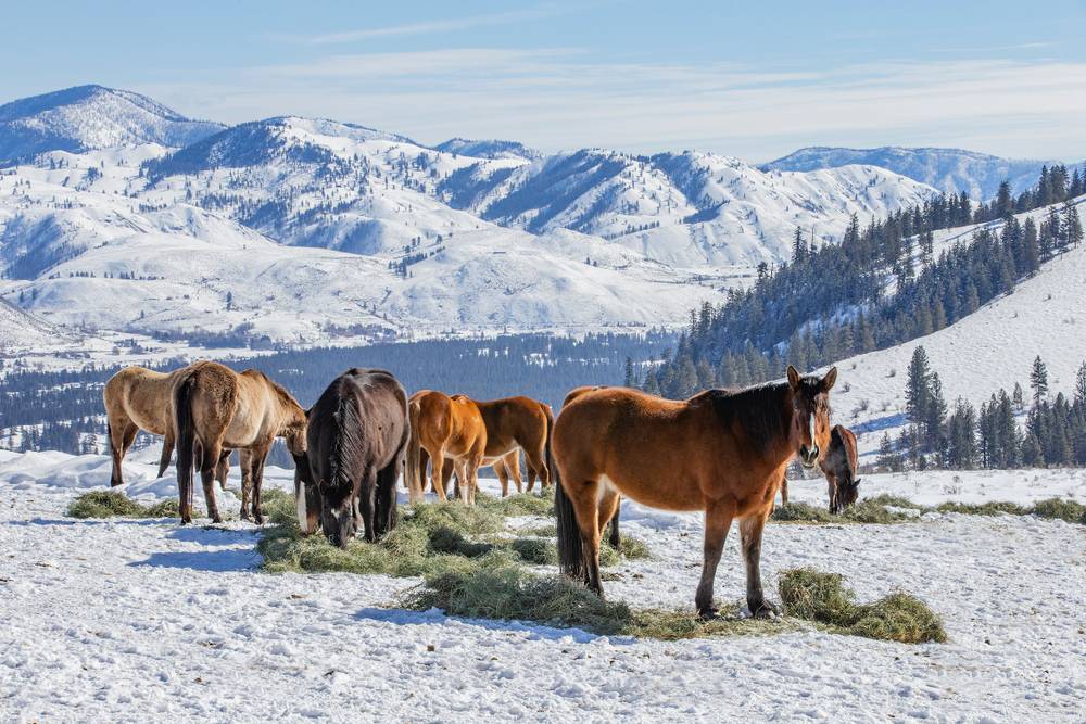 winter horses eating hey outside