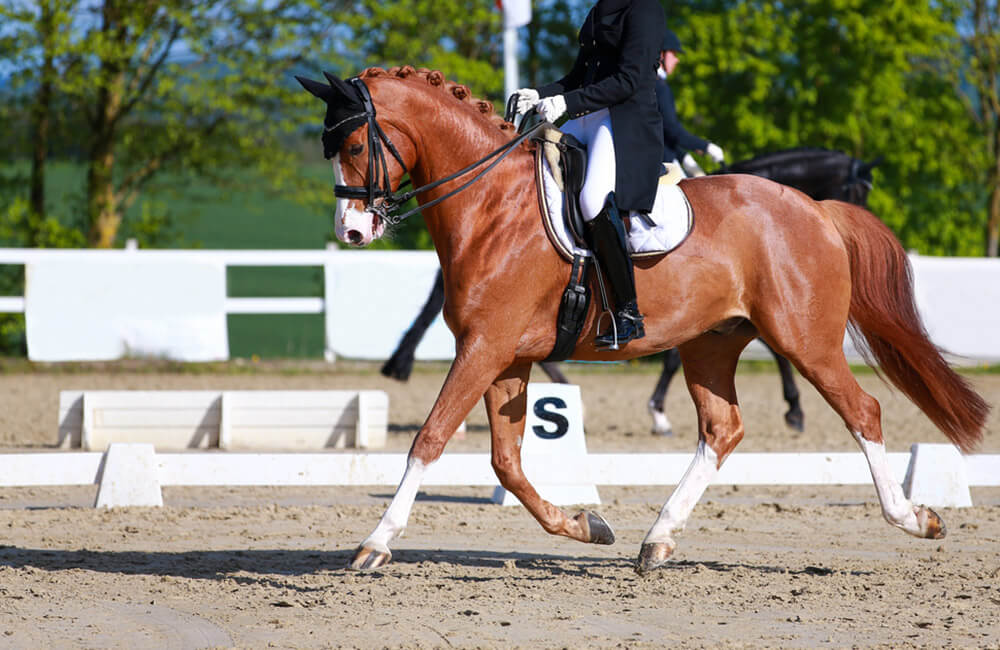 woman and her horse are performing gaits at a show