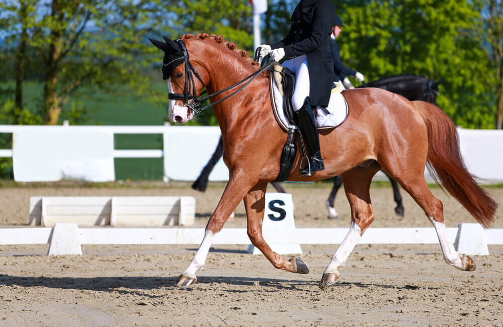  Types Of Horse Shows You Should Know Horsezz