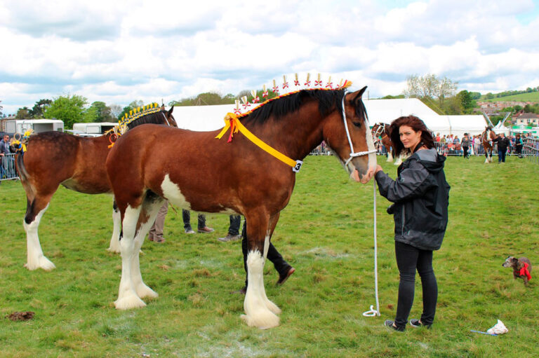 Shire Horse Size And Facts Revealed Horsezz   Woman Holding Bay Shire Horse 768x511 