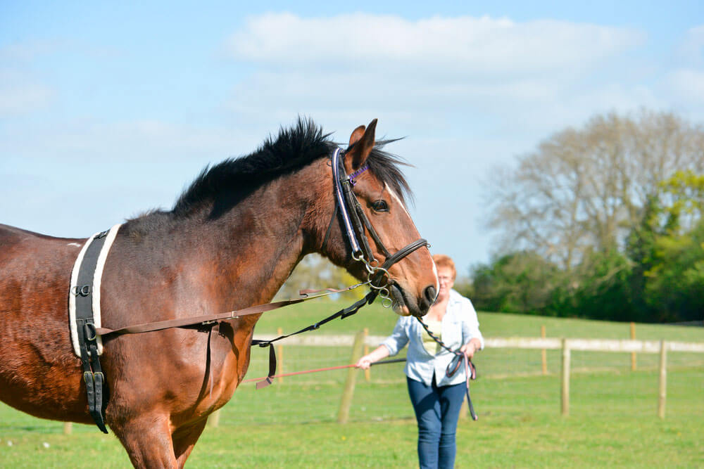 woman is lunging a horse in a circle