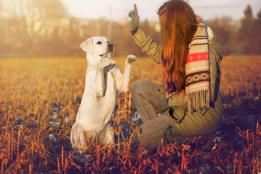 woman is training her dog