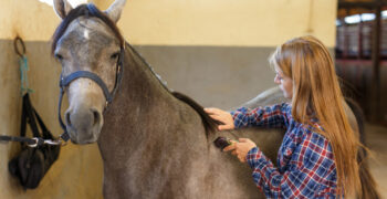 Best Horse Clipper Review