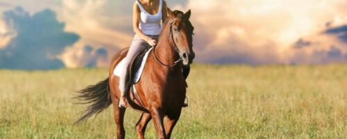 Are You Ready to Buy Your First Horse? Here Are the Determining Factors