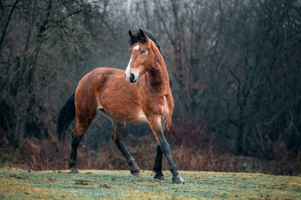 young bay Mustang Horse