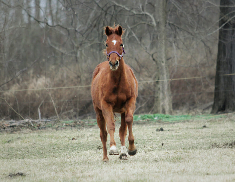 young chestnut horse is running