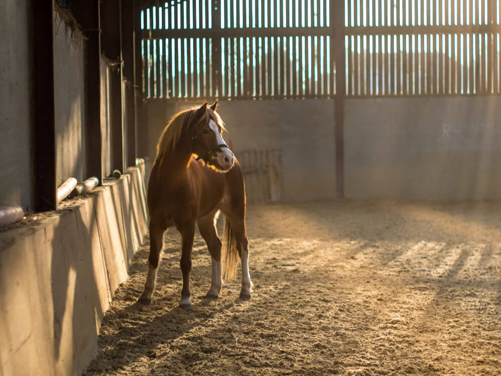 young horse is at the sun lights