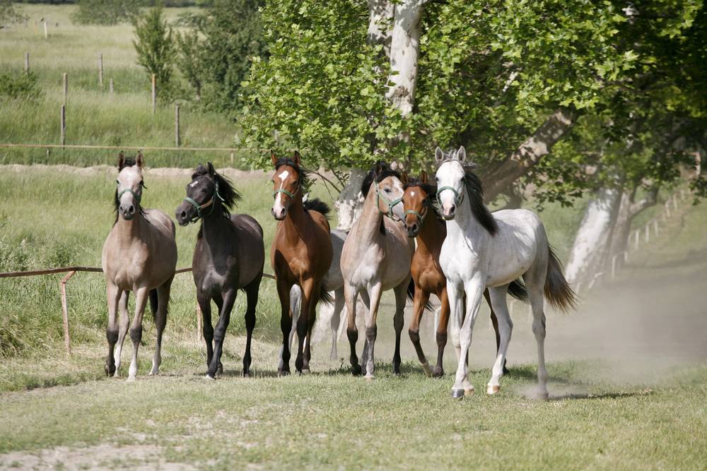 young horses of different colors