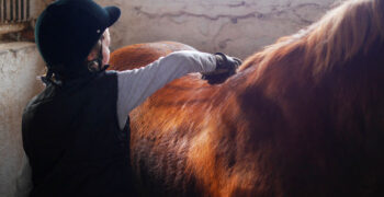 Horse Grooming Kits Review