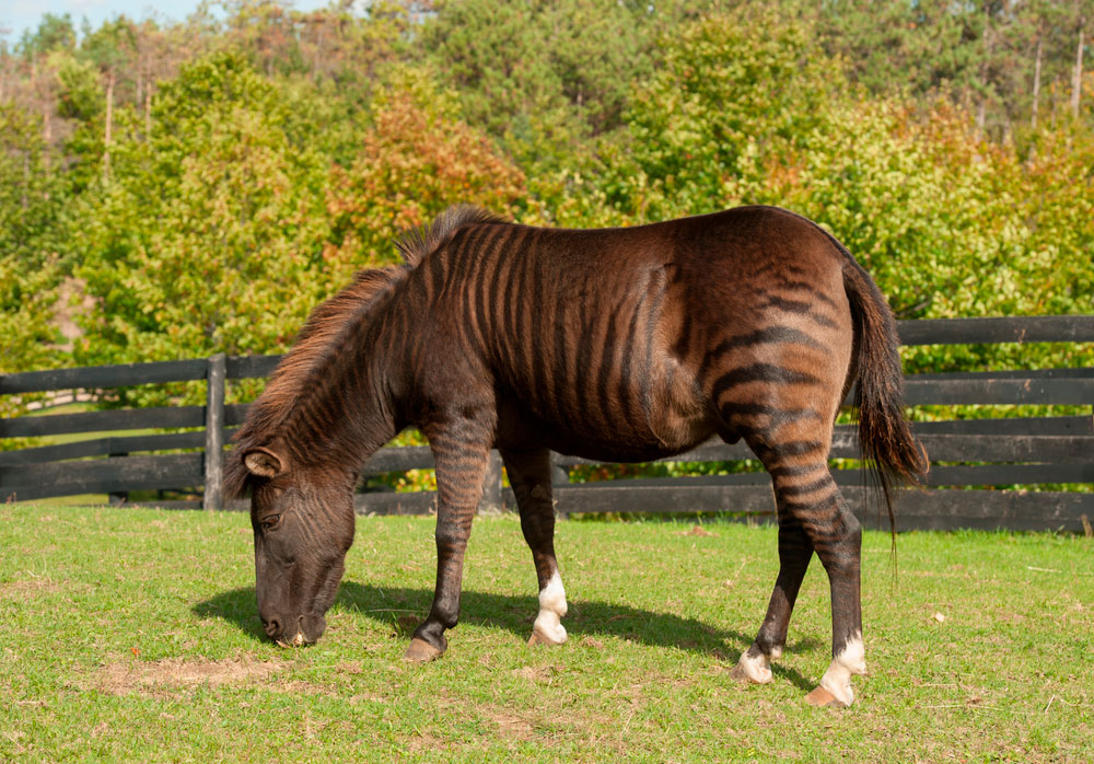 zorse grazing on paddock