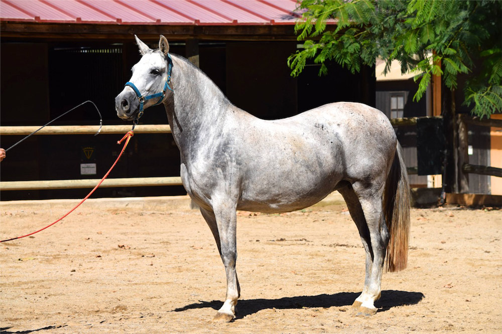 grey andalusian horse in halter